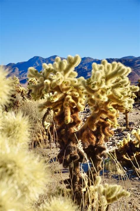 Buy a plane ticket, when you land buy a plane ticket to another location and fly there in case the cholla cactus in pursuit bounces and still lands on you. Joshua Tree National Park | 2 Day Itinerary Epic Guide ...