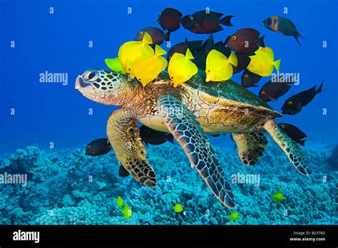 Green Sea Turtle Being Cleaned By Tropical Reef Fish Stock Photo