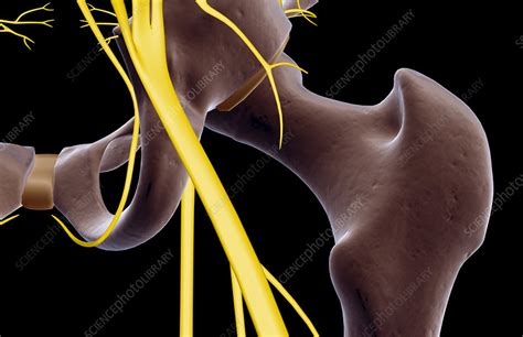 The Nerves Of The Hip Stock Image F0017478 Science Photo Library