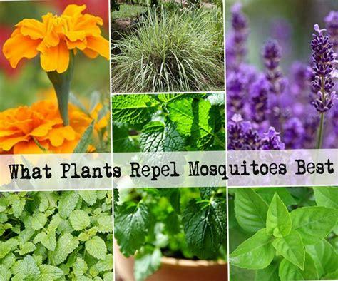 7 Plants That Repel Mosquitoes Naturally From Home