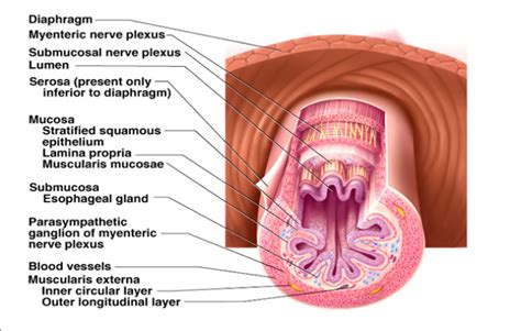 Different Tissue Layers Of The Gi Tract Mucosa Submucosa Muscularis