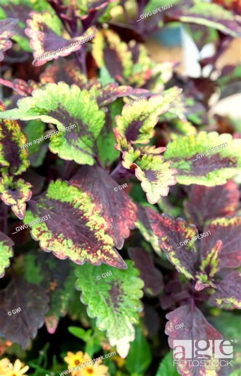 Coleus Roaring Fire Stock Photo Picture And Rights Managed Image
