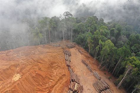 What Is Deforestation Worldatlas