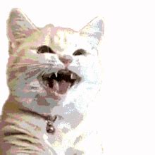 Cat Meow Sticker Cat Meow Angry Cat Discover Share Gifs