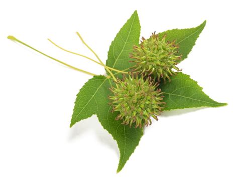 What Is A Sweetgum Tree Information On Caring For Sweetgums