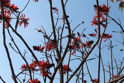 A Bunch Of Unique Red Flowers Hanging On A Tree Stock Photo Image Of