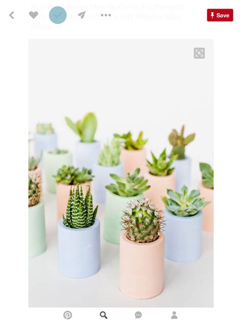 Is a summer plant, green, sharp and beautiful. My Home image by Diamond Sharp | Diy plaster, Succulent ...