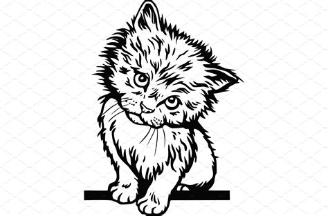 Cute Kitten Funny Cat Isolated On Animal Illustrations ~ Creative