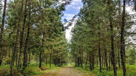 Menikmati Indahnya Hutan Pinus Kayon Apa Saja Fasilitas Dan Harga