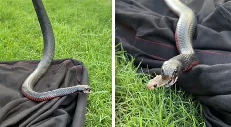 Red Bellied Black Snake Regurgitates Another Living Snake