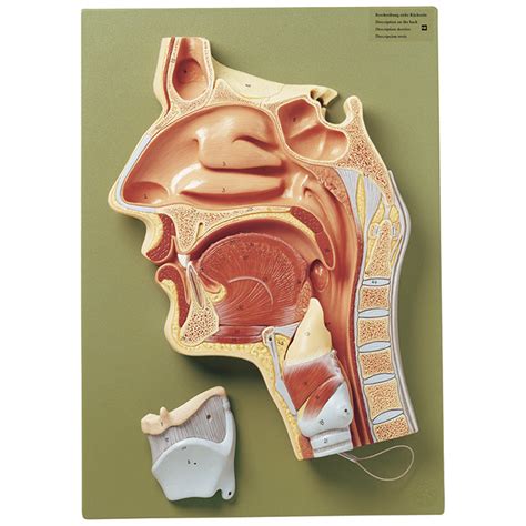 Anatomy Nose Nasal Cavity Pharynx Larynx Biology With My Xxx Hot Girl