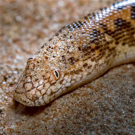 Arabian Sand Boa Is A Snake With The Funniest Face Ever