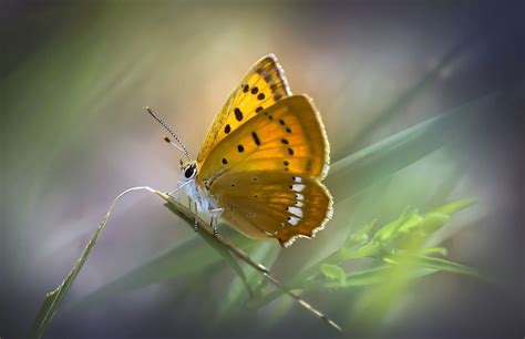 Free Image on Pixabay - Butterfly, Butterflies, Insect | Nature images ...