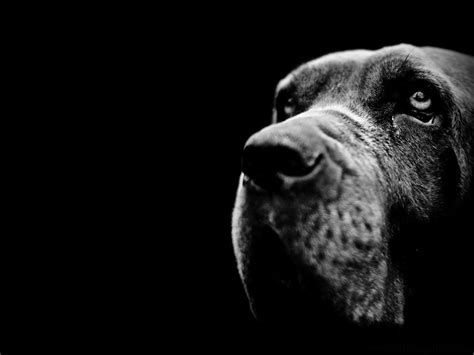 Black Dog Wallpapers Top Free Black Dog Backgrounds Wallpaperaccess