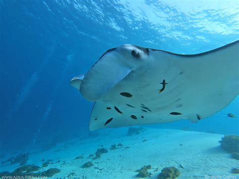 Manta Ray Facts From Our Manta Research And Photography Teams