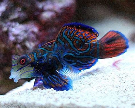 Strange Aquatic Animals 10 Of The Oddest Marine Animals