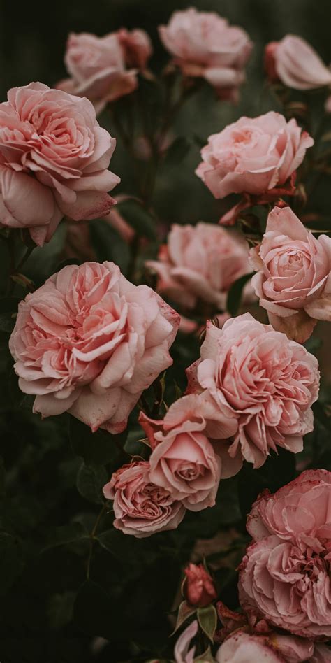 Choices Pink Aesthetic Wallpaper Rose You Can Save It At No Cost Aesthetic Arena