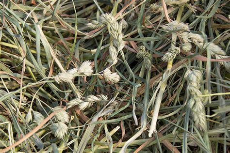 Orchardgrass Observations Hay And Forage Magazine