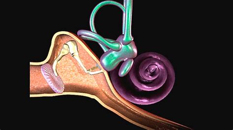 How Hearing Works Video Process Of Hearing Animation Function