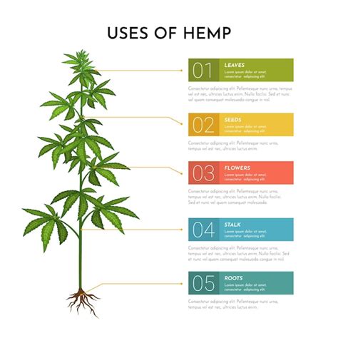 Free Vector Uses Of Hemp Infographic Template