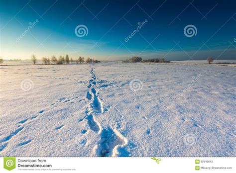 Beautiful Cold Morning On Snowy Winter Countryside Stock Image Image Of Blue Poland 65646643