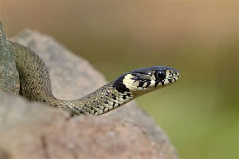 Eine ringelnatter in der mittagssonne hat auf einer straße im oberbergischen kreis für ein plötzliches bremsmanöver und rund 10 000. Ringelnatter (Forum für Naturfotografen)