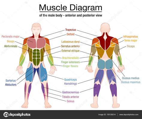 Muscle Names Body Human Muscle System Functions Diagram Facts