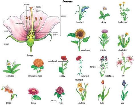 Types Of Flowering Plants Flower Images With Name Plants Vocabulary