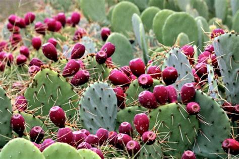 Prickly pear cacti are native to the western hemisphere. 11 Edible plants in the Sahara Desert - DookyWeb