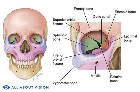 Orbital Bones And Orbital Fractures An Overview