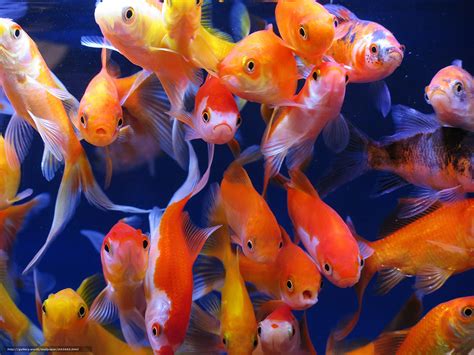 Download Wallpaper Aquarium Fish Aquarium Goldfish Free Desktop