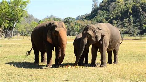 elephant nature park youtube