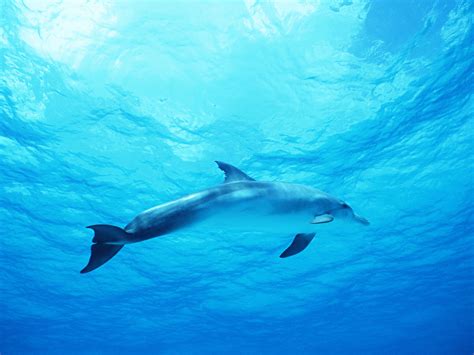 Dolphin In Deep Blue Sea Wallpapers Hd Wallpapers Id 8574