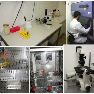 Animal cell culture a practical approach pdf. (PDF) A practical guide to insect cell cultures ...