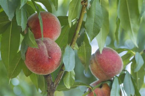 Ripe Peaches Grow On A Tree Stock Image Image Of Gardening Sweet
