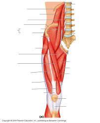 Muscles chart description muscular body man stock vector. Related image | Muscle diagram, Leg muscles diagram, Human ...