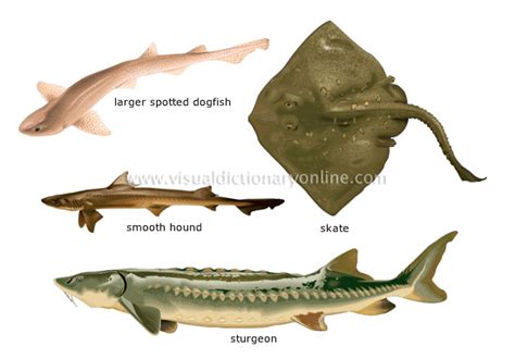 Food And Kitchen Food Cartilaginous Fishes Image Visual