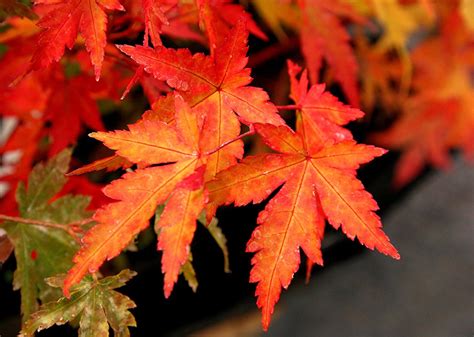 Coral Bark Japanese Maple Acer Palmatum Sango Kaku 3