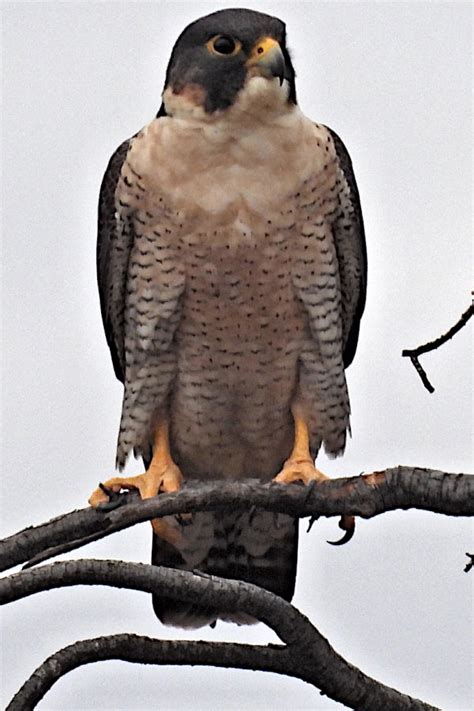 Peregrine Falcon Falco Peregrinus