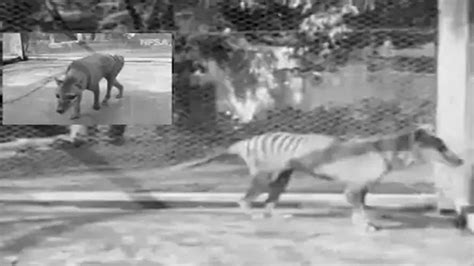 Watch Last Known Images Of Extinct Tasmanian Tiger Thylacine News