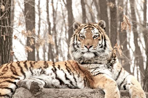 Hunt For The Russian Tiger Terra Mater Studios