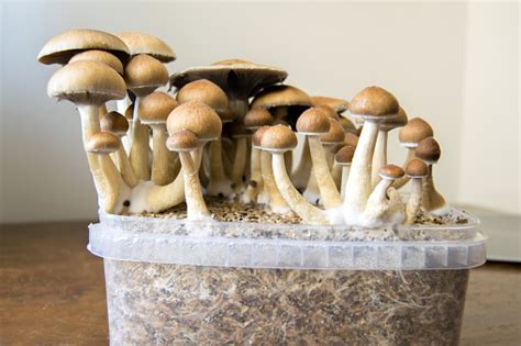Psychedelic Magic Mushrooms Growing At Home Cultivation Of Psilocybin
