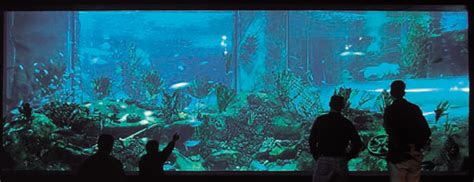National Aquarium Of New Zealand Marinescape Eco Aquariums