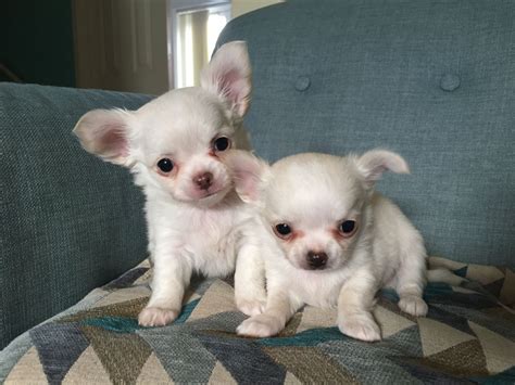Chihuahua Puppies For Sale Colorado Springs Co 288590