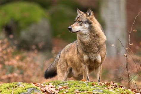 Petition Protect European Wolves From Slaughter Focusing On Wildlife