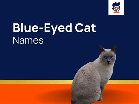 680 Blue Eyed Cat Names For Your Exquisite Felines