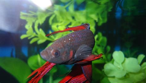 White Spot Disease Symptoms Of The White Spot Disease In Aquarium Fish