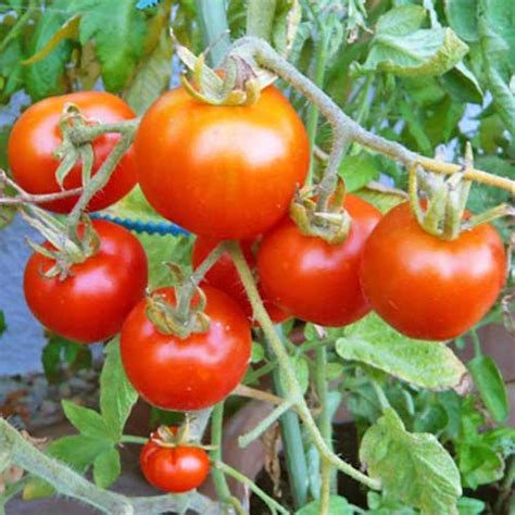 Stupice Tomaten Samen Bestellen Chili Shop24de
