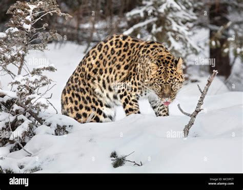Snow Bound Amur Leopard Stock Photo Alamy