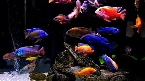 Feeding 120 Gallon African Cichlid Tank 4k Ultrahd Youtube